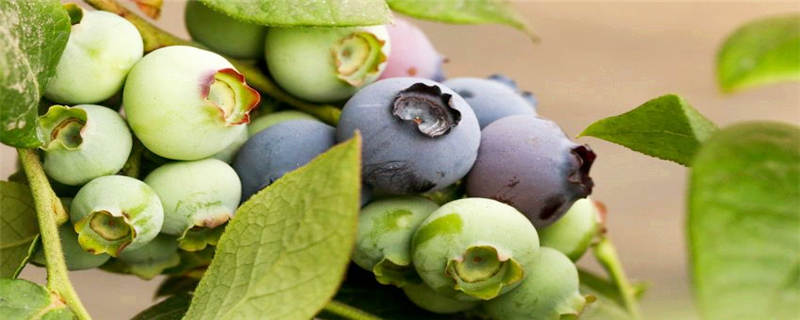 蓝莓成熟过后挂果多久