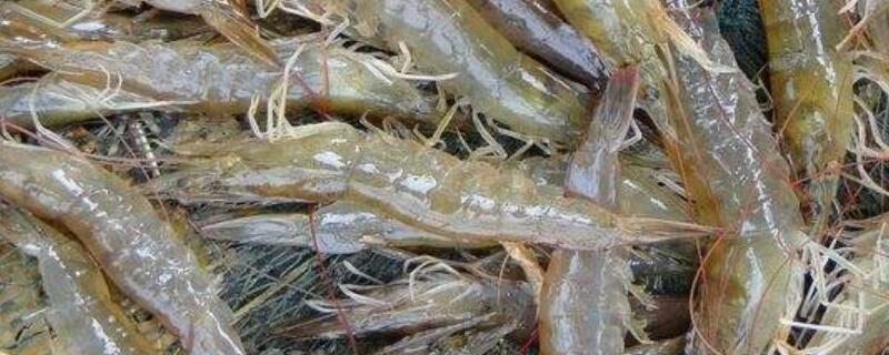 青虾亩产量多少斤