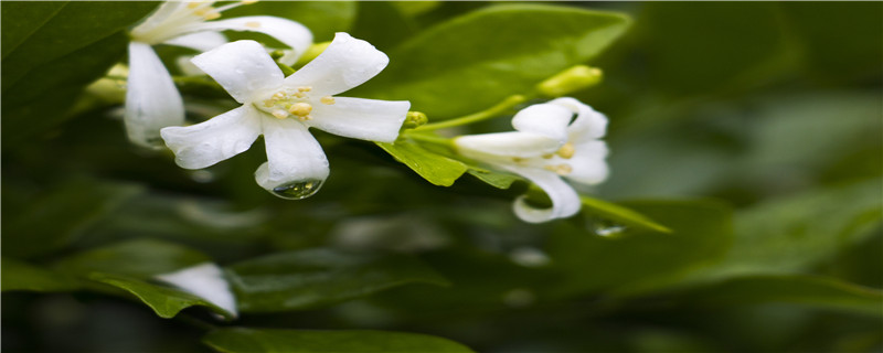 七里香怎么施肥