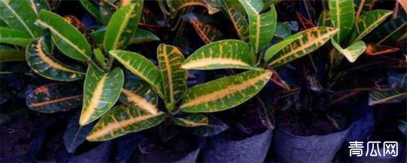 洒金榕种植的注意事项