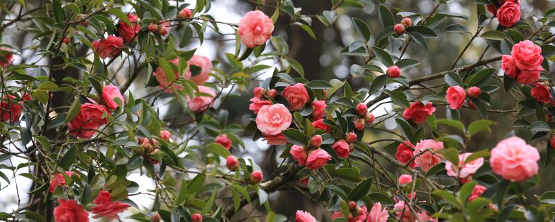 山茶花的繁殖方法