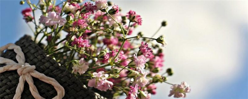 满天星的种植注意事项