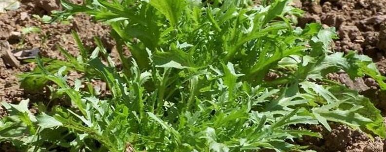 阳台种植苦菊注意事项