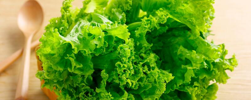 生菜亩产量多少斤