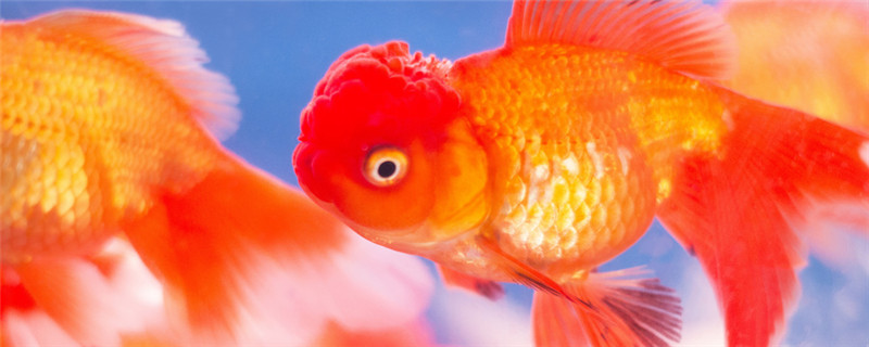 鎏金鱼和什么鱼能混养