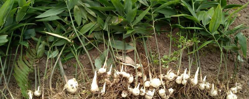 黄精的种植方法