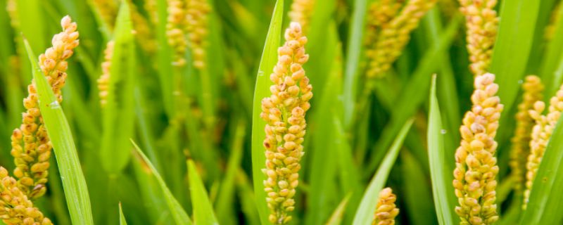 促进小麦分蘖的方法