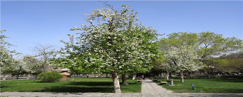 种植海棠树注意事项