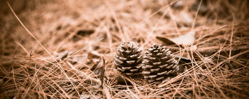 怎样腐熟松果