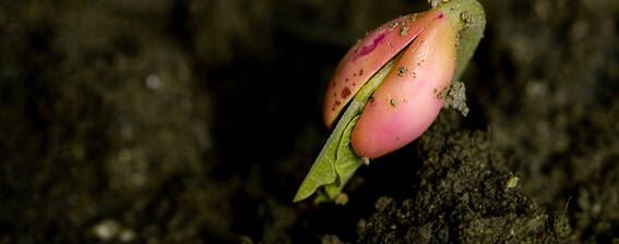重楼种子浸泡催芽方法