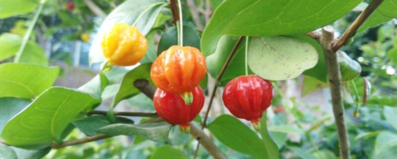 红果仔几年可以挂果