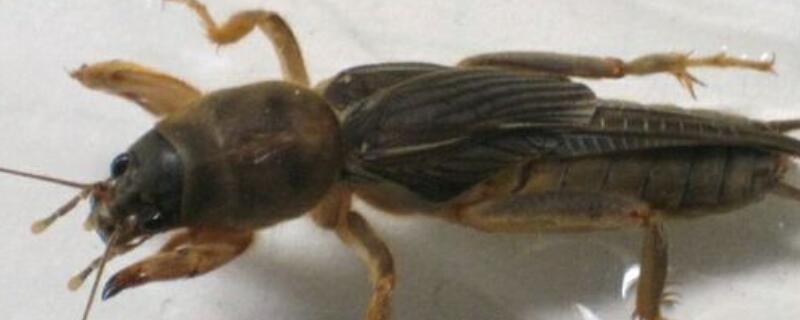 蝼蛄用什么农药