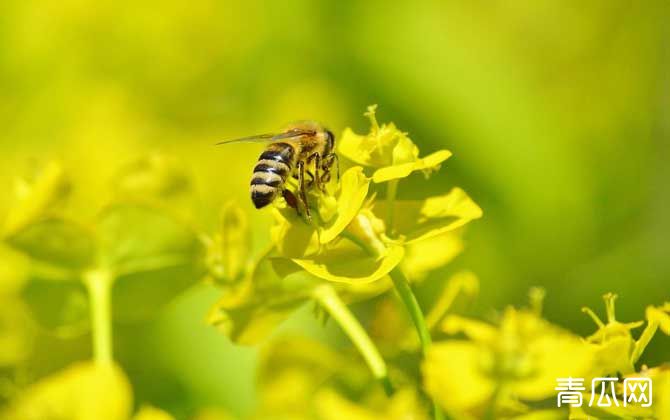 蜜蜂