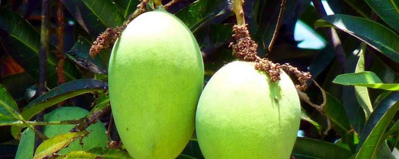芒果树怎么施肥