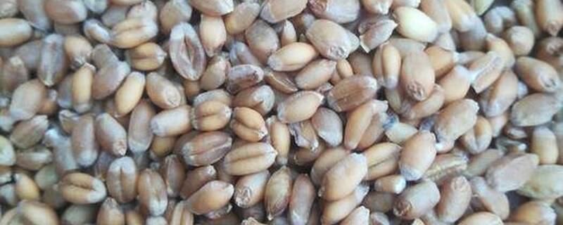 俄罗斯主要粮食作物是