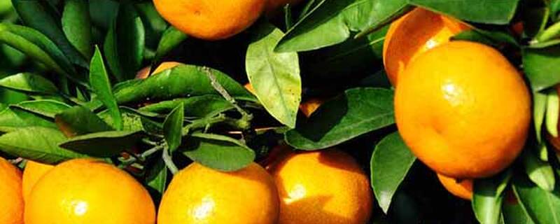 柑桔什么时候修剪枝