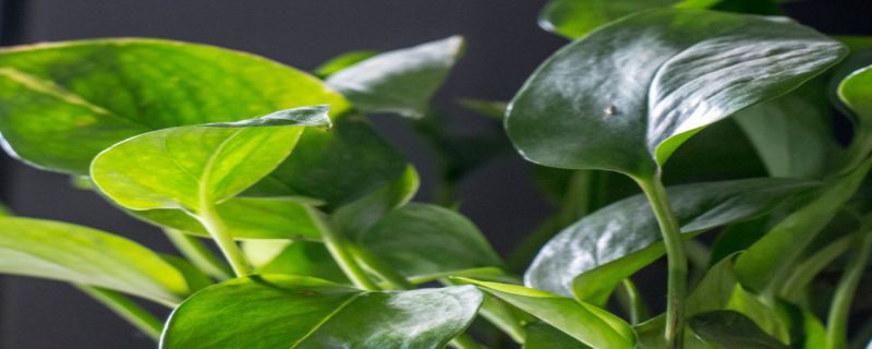 盆栽绿萝多久浇一次水