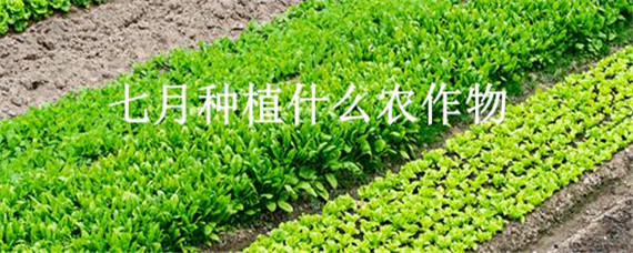 七月种植什么农作物