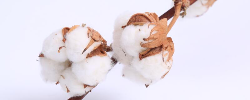 棉花种植气候条件