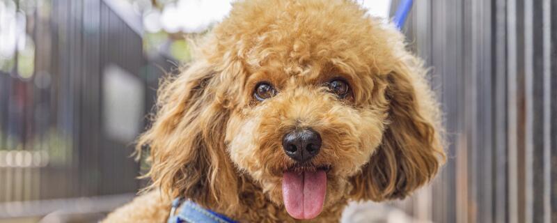 泰迪犬品种介绍