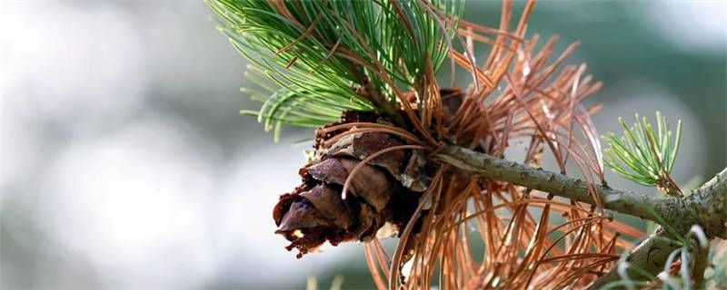 松树是怎么过冬