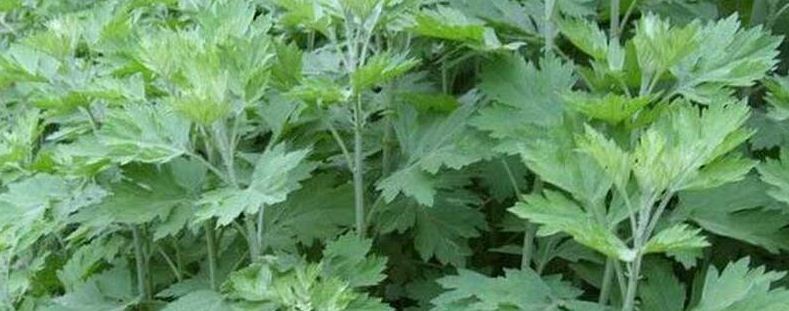 艾草种植技术注意事项