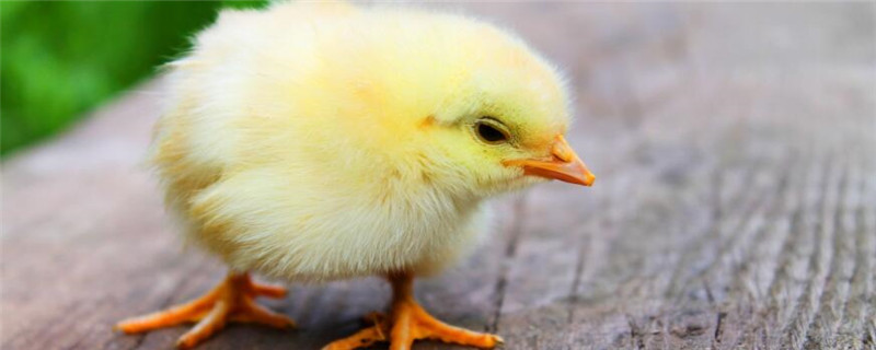 小鸡的饲养方法和防治