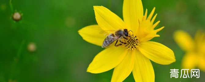 蜜蜂