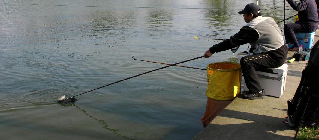 用什么农药毒鱼