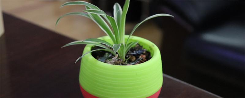 怎么给吊兰施肥