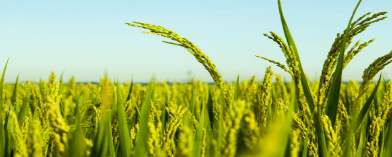 早稻什么时候播种