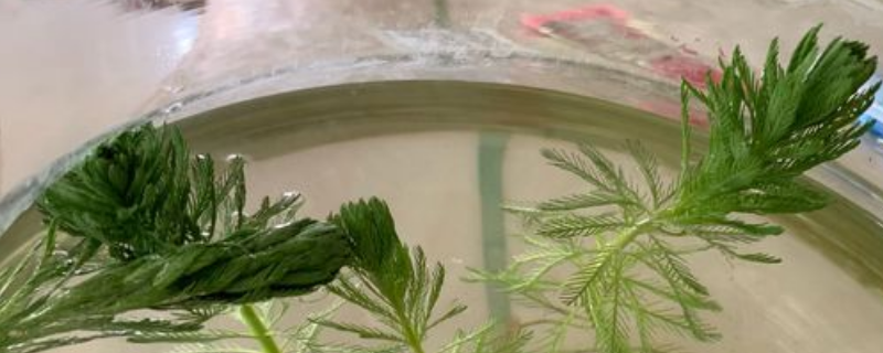 金鱼藻是什么植物