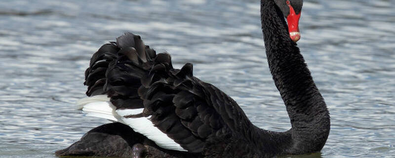 黑天鹅会飞吗