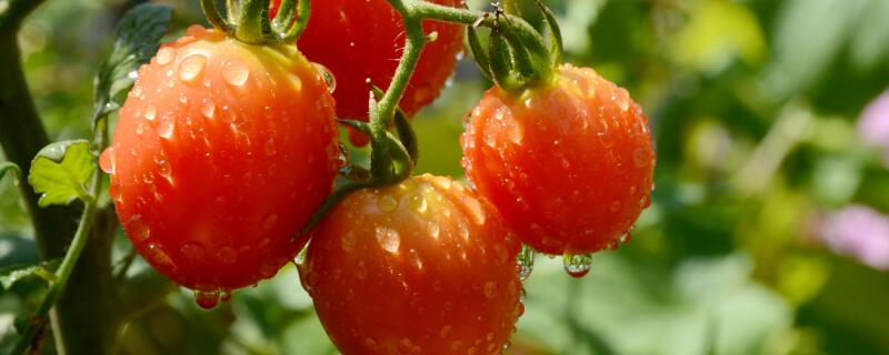 西红柿苗叶子发黄渐渐枯萎是什么原因