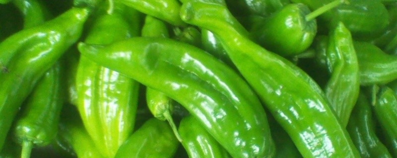 青椒的种植注意事项