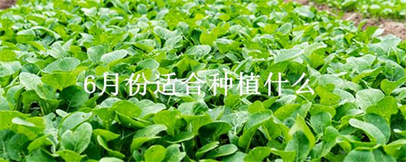 6月份适合种植什么