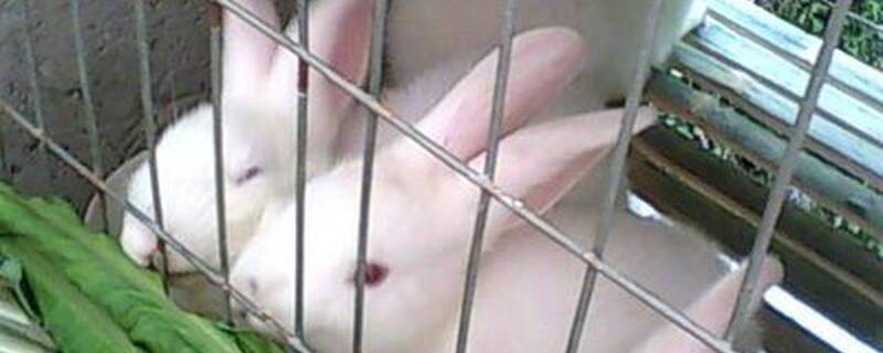 兔子吃什么饲料