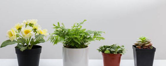 家庭养花钾肥有哪些