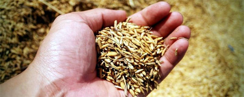 适合春天种植的农作物