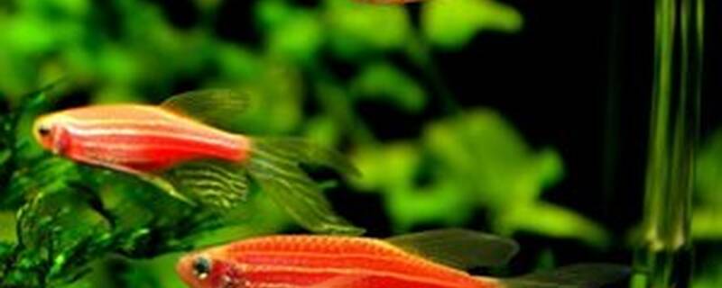 红斑马和什么混养