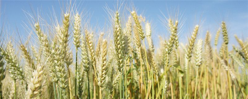 中麦578品种介绍