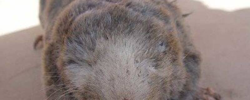 鼢鼠最怕什么气味