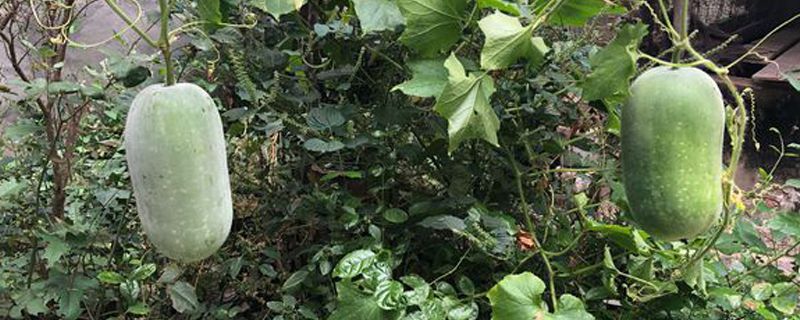 种植冬瓜的注意事项