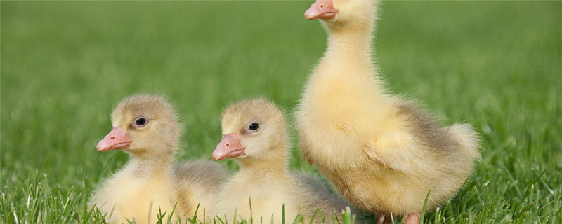 小鹅苗怎么养成活率高