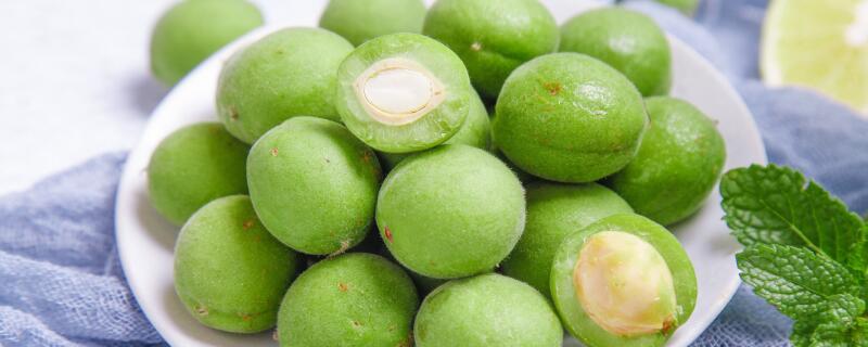 梅子树多久挂果