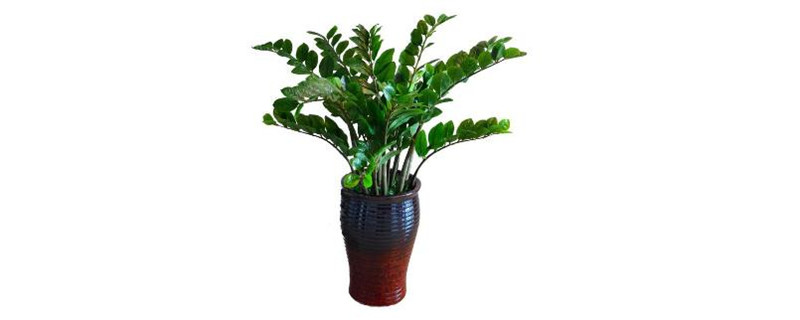 金钱树冬季怎么浇水