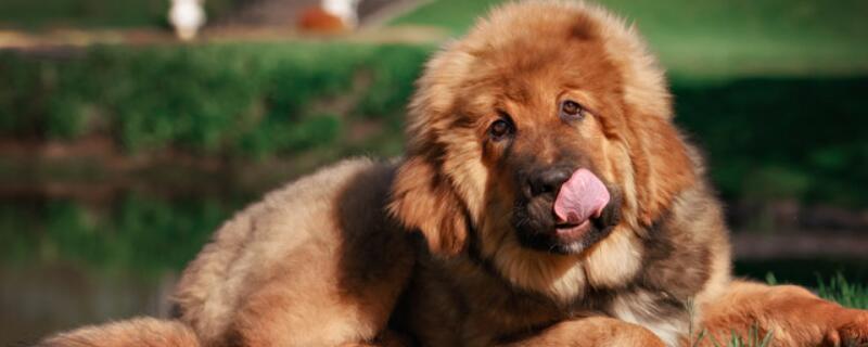 藏獒品种介绍和