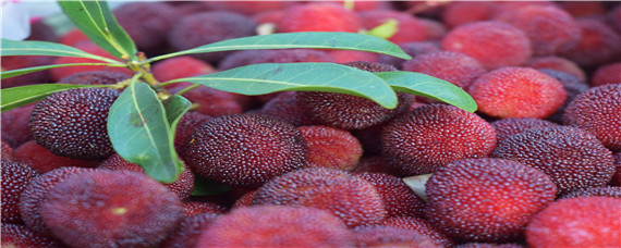 杨梅成熟期使用什么农药