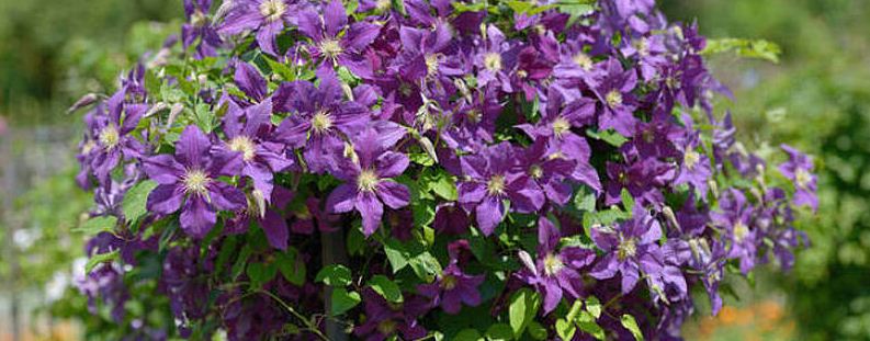 夏天怎么给铁线莲浇水