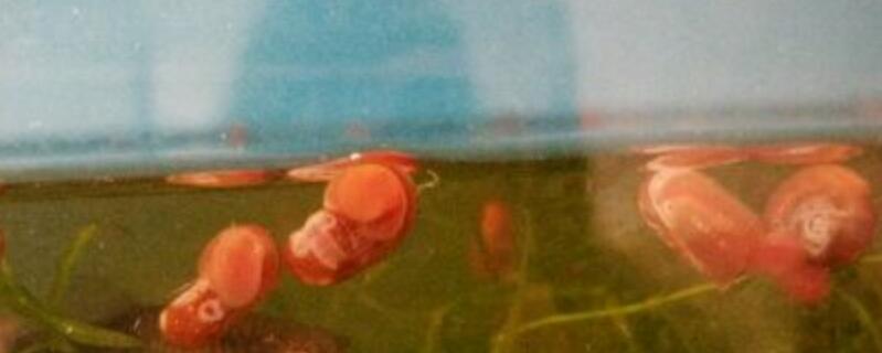 水蜗牛是害虫吗